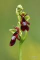 Ophrys - bangó